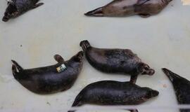 Sustiprėję ruoniai paleisti į Baltijos jūrą