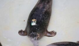 Sustiprėję ruoniai paleisti į Baltijos jūrą