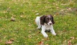Tarnybą pradeda nauja keturkojė pareigūnė