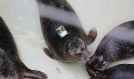 Sustiprėję ruoniai paleisti į Baltijos jūrą