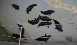 Sustiprėję ruoniai paleisti į Baltijos jūrą