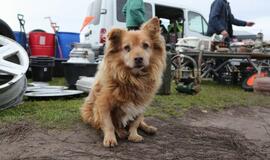 Dituvos blusų turgus