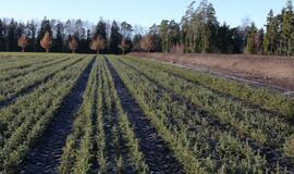 Miškininkai svarsto kalėdinių eglučių nuomos galimybę