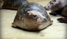 Sustiprėję ruoniai paleisti į Baltijos jūrą