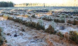 Miškininkai svarsto kalėdinių eglučių nuomos galimybę