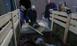 Sustiprėję ruoniai paleisti į Baltijos jūrą