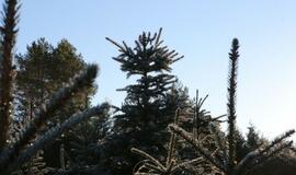 Miškininkai svarsto kalėdinių eglučių nuomos galimybę