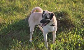 Šiandien namų ieško: Baronas