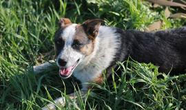 Šiandien namų ieško: Laki