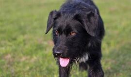 Šiandien namų ieško: Mambo