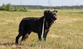 Šiandien namų ieško: Mauglis