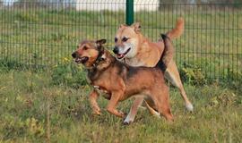 Šiandien namų ieško: Raita ir Dobis