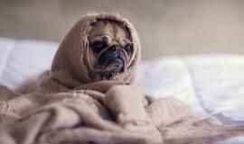 Gyvūno gerovė – be streso