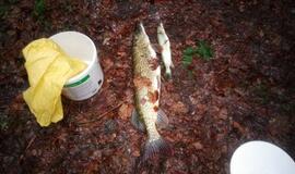 Nesėkminga žvejyba ant pirmojo ledo