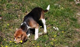 Parduotuvėje dingus šuniukui, vagių žodžiai nustebino