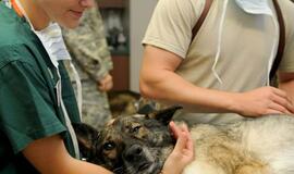 Veterinarijos gydytojams rezidentams - daugiau socialinių garantijų