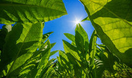 „Genetinis triukas“ leidžia 40 proc. padidinti augalų produktyvumą