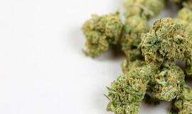 Moksleivio kuprinėje - 17 lankstinukų ir smulkintuvas