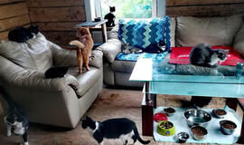 Gyvūnų mylėtoja vos neatsidūrė gatvėje