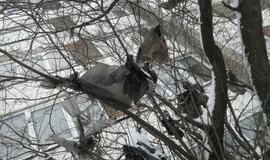 Ant medžių pakibusios šiukšlės atskleidė tamsiąją miesto pusę