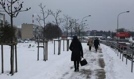 Klaipėdoje nebėra vietos sodinti medžiams?