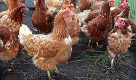 Kuo skiriasi laisvėje, ant kraiko ir narvuose laikomų vištų kiaušiniai?