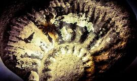 Reto radinio amžius Lietuvos pajūryje užgniaužia kvapą