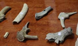 Uostamiesčio mokslininkai tyrinės vertingą kolekciją