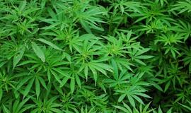 Ekspertai pateikia 7 priežastis, kodėl kanapių legalizavimas yra geras dalykas ir kodėl tai duotų naudos