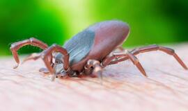 Girulių miške jau aptiktos pirmosios erkės