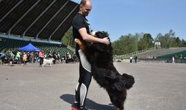 Bėgimas su šunimis