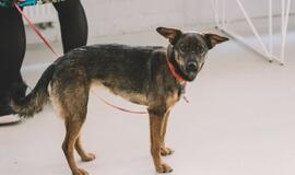 „Jauno teatro dienos 2019“: „Kurį pasirodymą pirktumėte“?