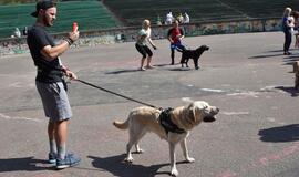 Bėgimas su šunimis