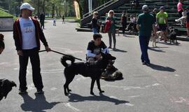 Bėgimas su šunimis