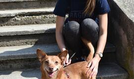 Bėgimas su šunimis