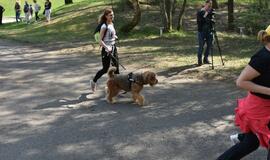 Bėgimas su šunimis