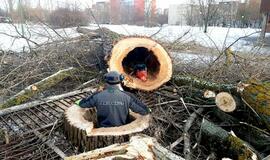 Saulius Kairys: "Nori išsaugoti ir apginti medžius, bet nenori jų prižiūrėti"