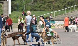 Bėgimas su šunimis