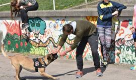 Bėgimas su šunimis