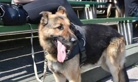 Bėgimas su šunimis