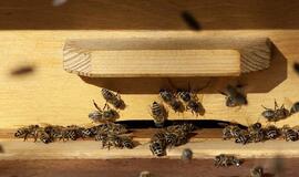 Kretingos rajone įsisuko avilių vagys