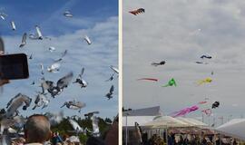 Į dangų kilo aitvarai ir tūkstančiai karvelių