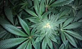 Kodėl buvo uždraustas vienas svarbiausių augalų žmonijos istorijoje ir kas pasikeistų pasaulyje, jei draudimas pranyktų?