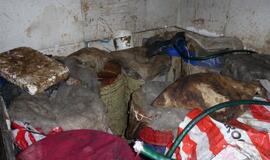 Rietave - samanės raugas