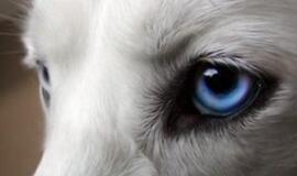 Šunų akių išvaizda evoliucionavo, kad patiktų žmonėms