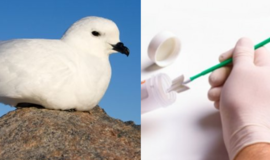 95 proc. Danijoje nugaišusių audrapaukščių skrandžiuose randama plastiko, rodo tyrimas