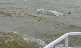 Į krantą traukiamas apvirtęs laivas kurėnas