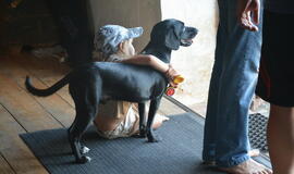 Kūrybos festivalis "Dpoezijos Šaltinis 2019"