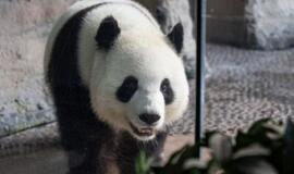 Berlyno zoologijos sode laukiasi panda Meng Meng