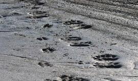 KU mokslininkų ekspedicija Arktyje